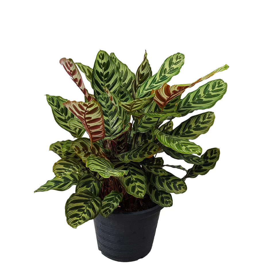 Calathea Makoyana / Cathedral Windows