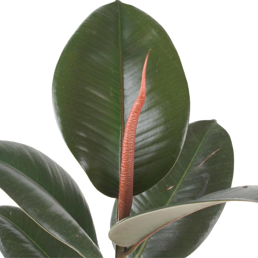 Rubber Plant / Ficus Elastic / Robusta
