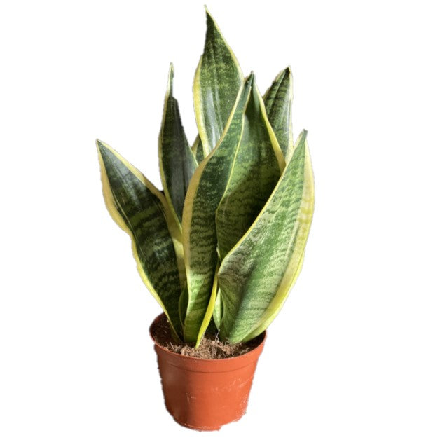 Snake Plant / Sansevieria Superba / / Mother-in-Law&