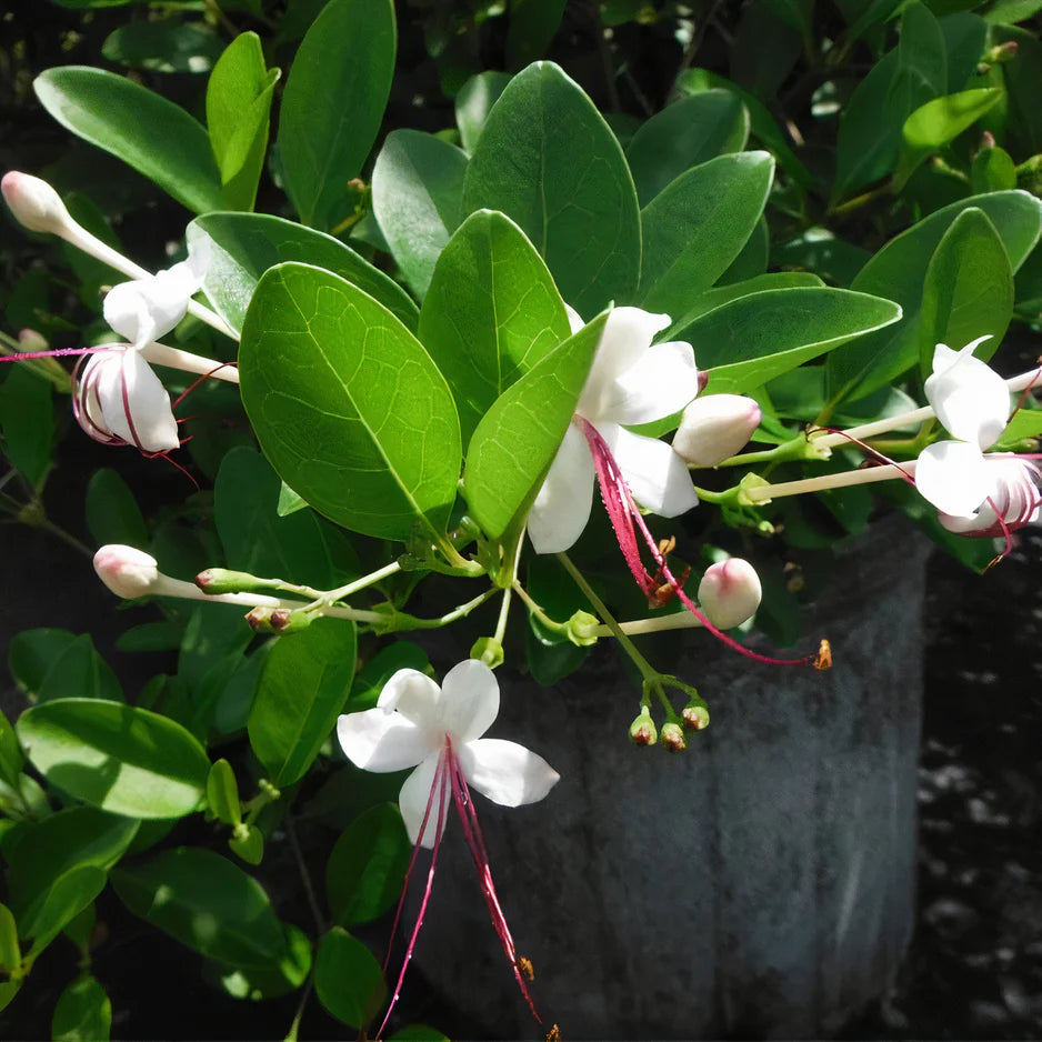 Clerodendrum Inerme Cone Shape / Wild Jasmine