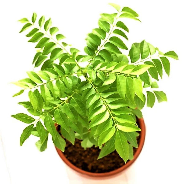 Curry Leaf plant / Murraya Koenigii