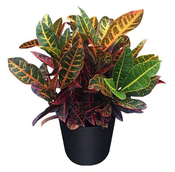 Croton Petra / Croton Plant / Codiaeum Variegatum &