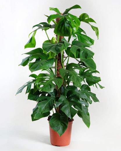 Monstera / Monstera Deliciosa / The Hurricane / Swiss Cheese Plant