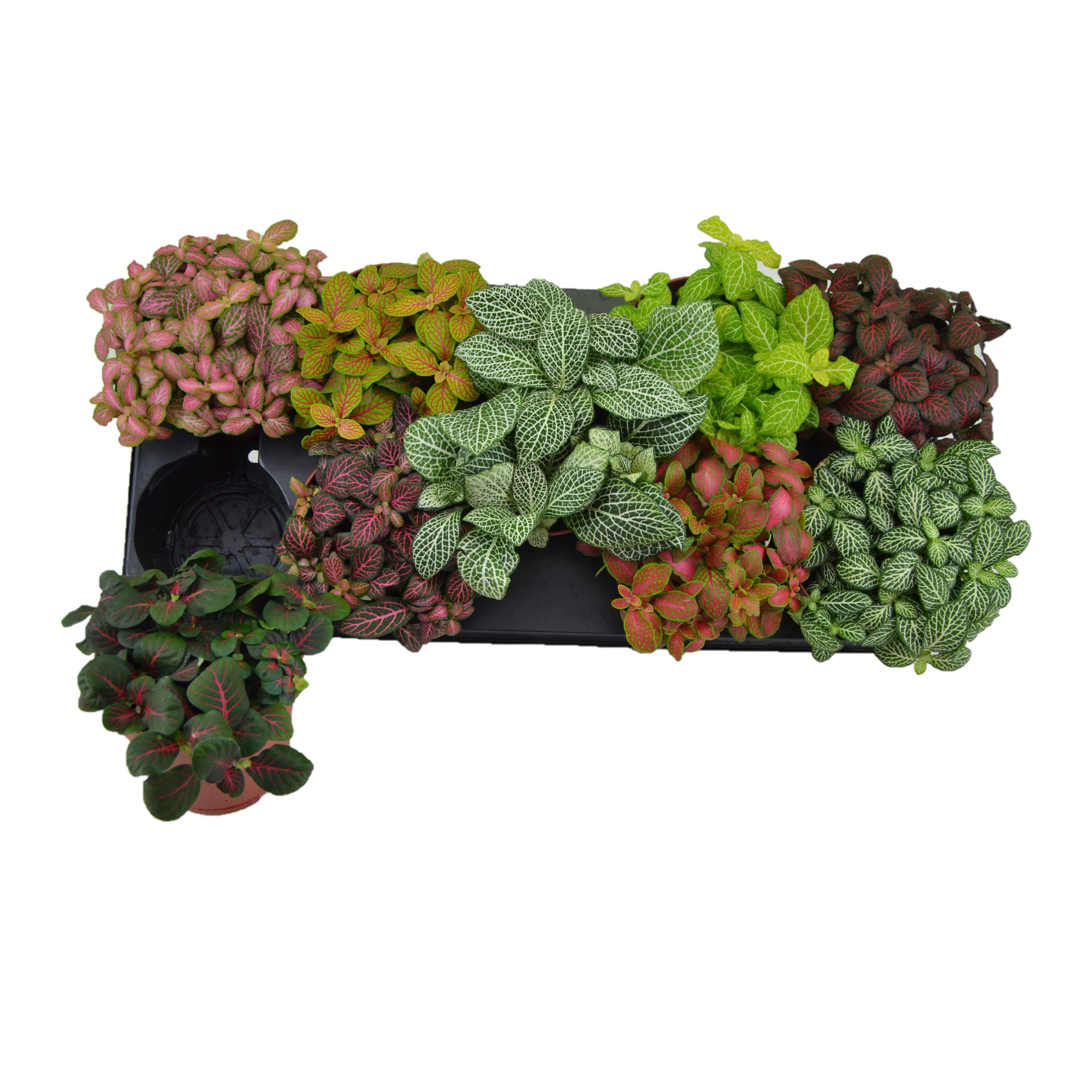 Fittonia Plant /  Nerve Plant / Mixed