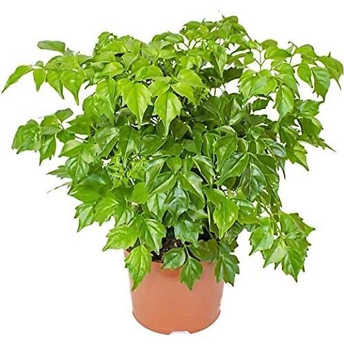 China Doll Plant / Radermachera Sinica