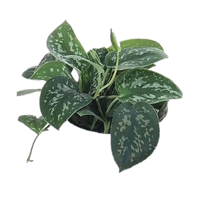 Scindapsus Pictus / Satin Pothos