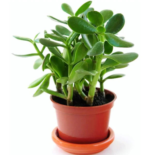 Crassula Ovata / Money Tree / Dollar Plant / Jade Plant / Jade