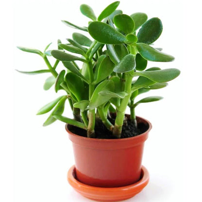 Crassula Ovata / Money Tree / Dollar Plant / Jade Plant / Jade