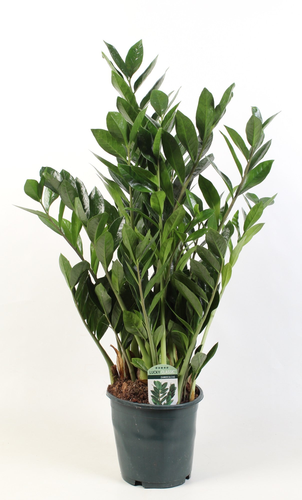 ZZ Plant / Zamioculcas Zamiifolia /