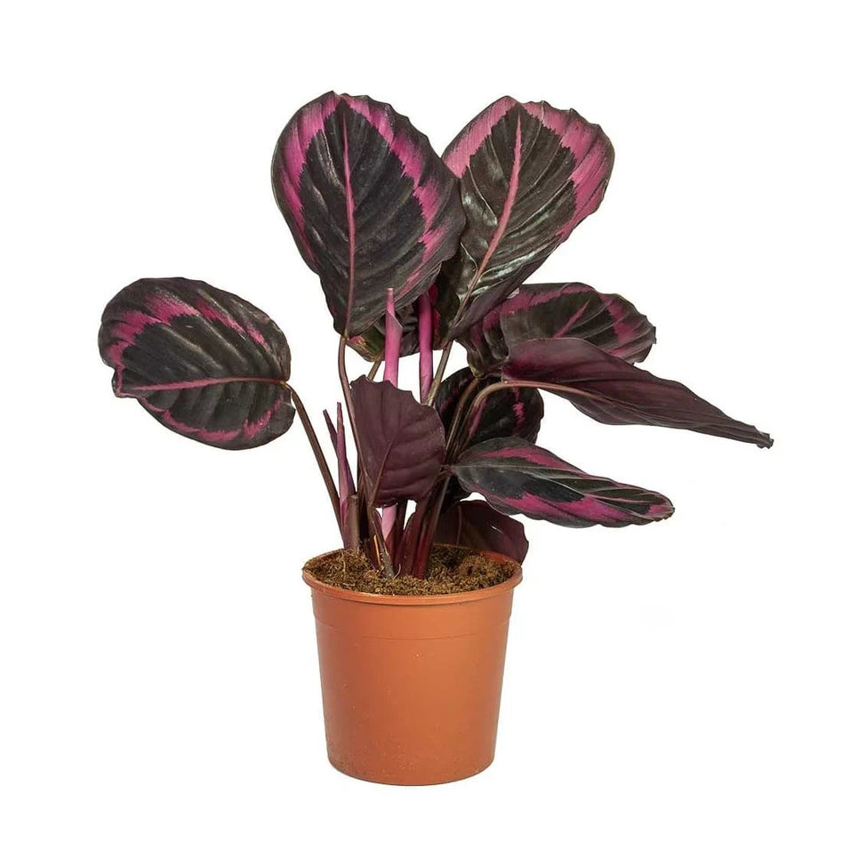 Calathea / Calathea Rosea-Picta / Dottie / Black Rose Calathea
