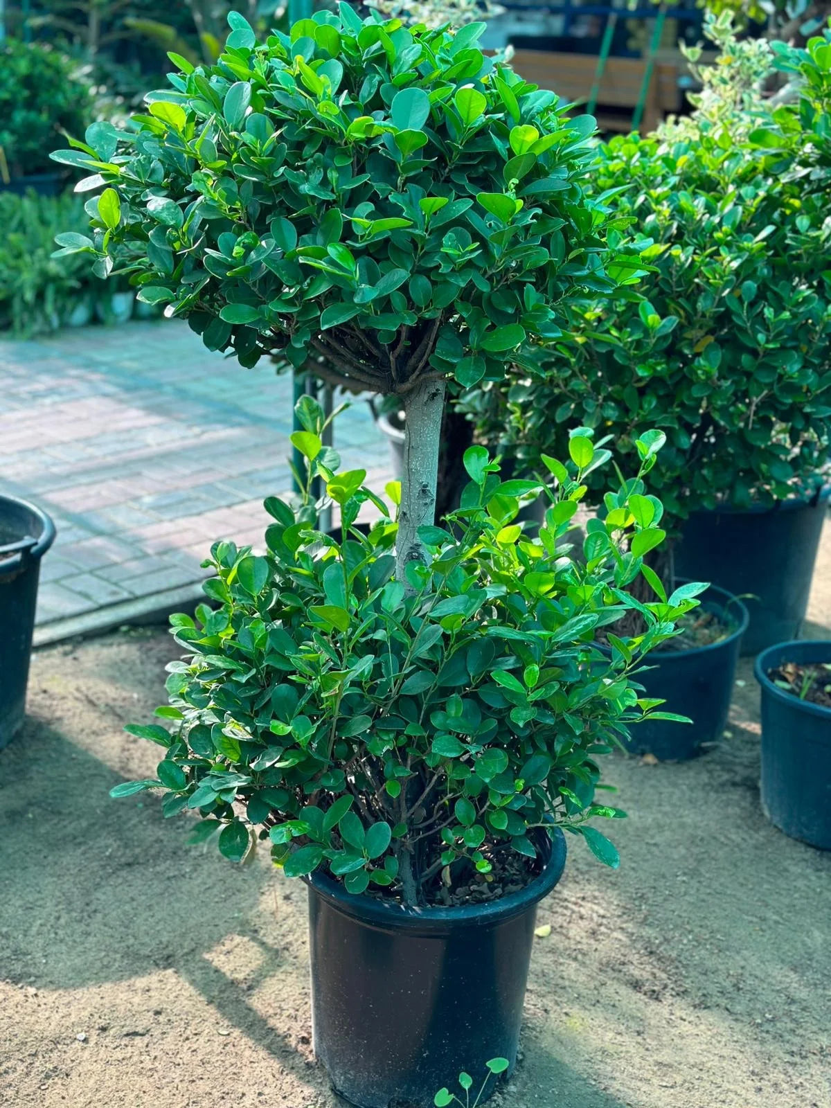 Ficus Panda Double Head