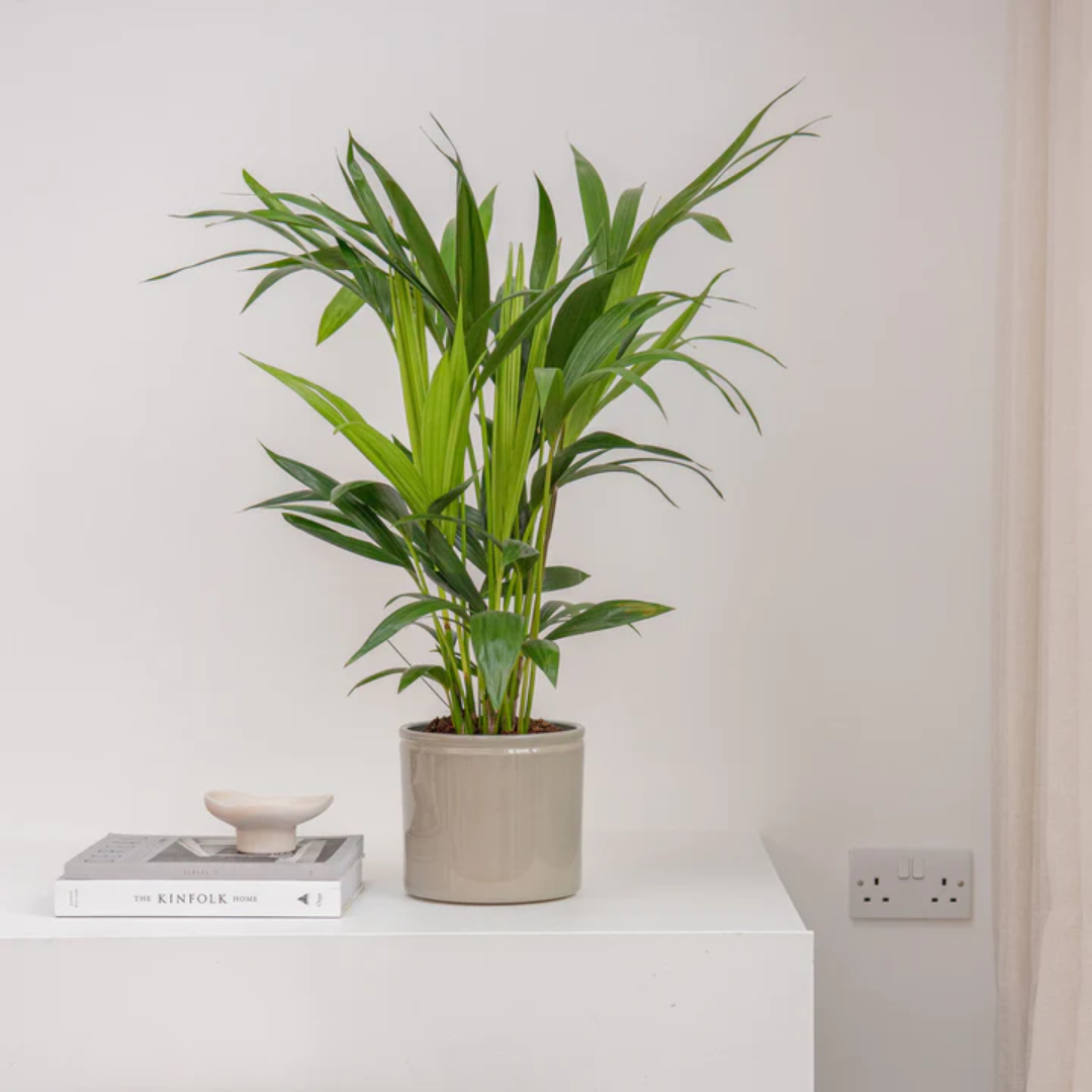 Parlor Palm / Chamaedorea Elegans