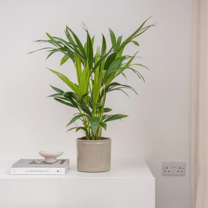 Parlor Palm / Chamaedorea Elegans