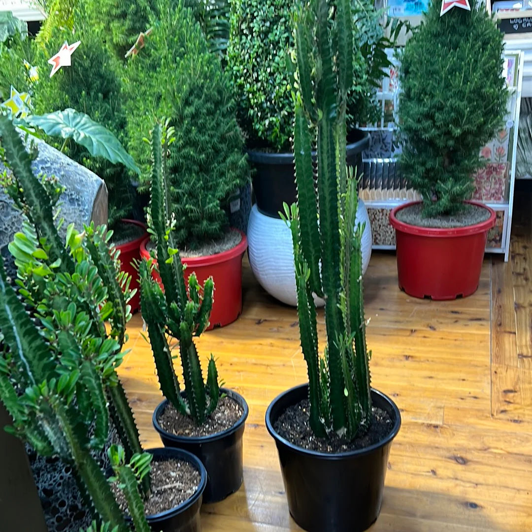 African milk Tree /Euphorbia Trigona