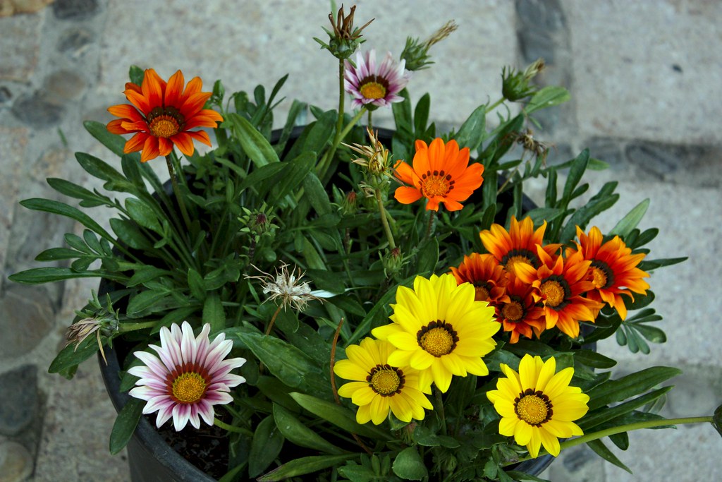 Gazania