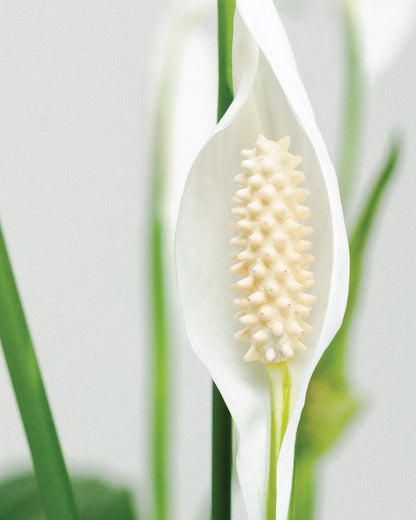Peace Lily / Spathiphyllum