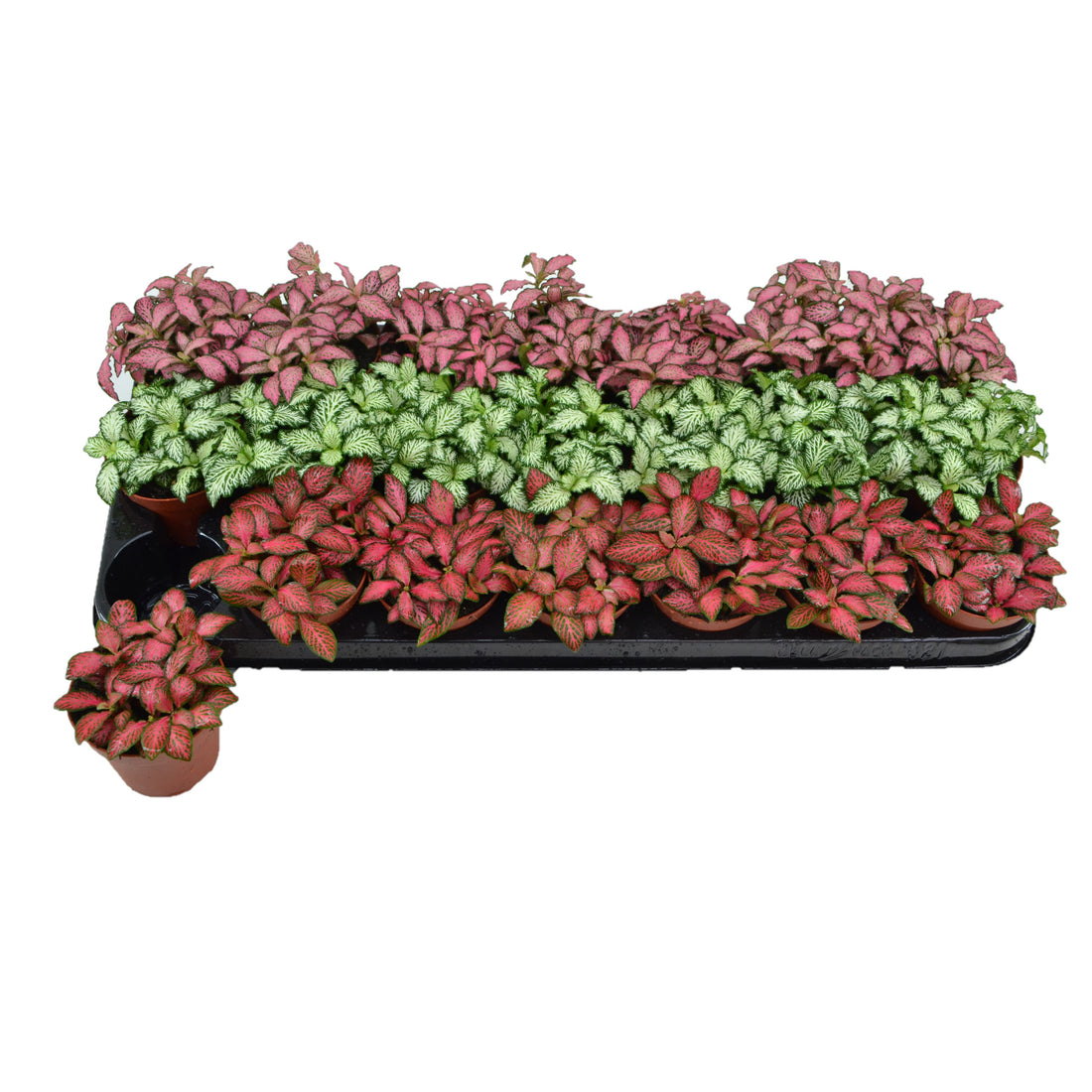 Fittonia Plant /  Nerve Plant / Mixed / 3 colours/ 21 Peices