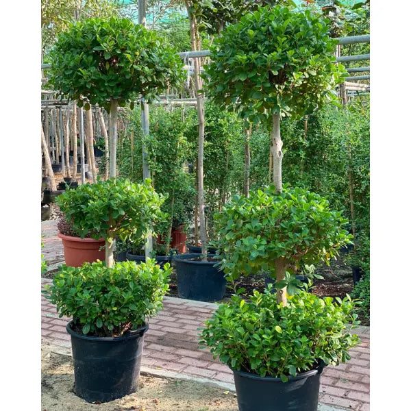 Ficus Panda Triple Head