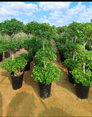 Ficus Panda Triple Head