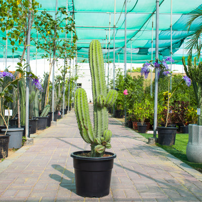 Pilosocereus Tillianus / Cactus