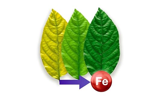 Basafer Plus / 6% Fe-EDDHA (5% o-o-Fe) / Iron Fertilizer Powder for Plants by Compo Expert / 1KG