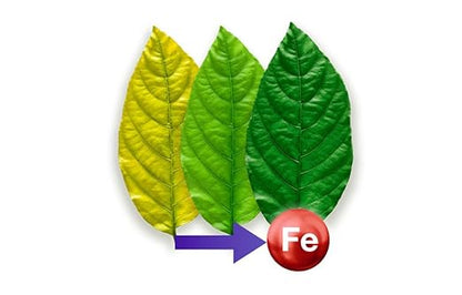 Basafer Plus / 6% Fe-EDDHA (5% o-o-Fe) / Iron Fertilizer Powder for Plants by Compo Expert / 1KG