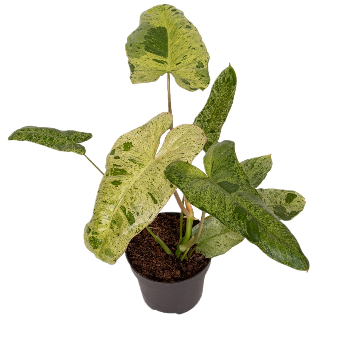 Philodendron Paraeso Verde / Paraeso Verde