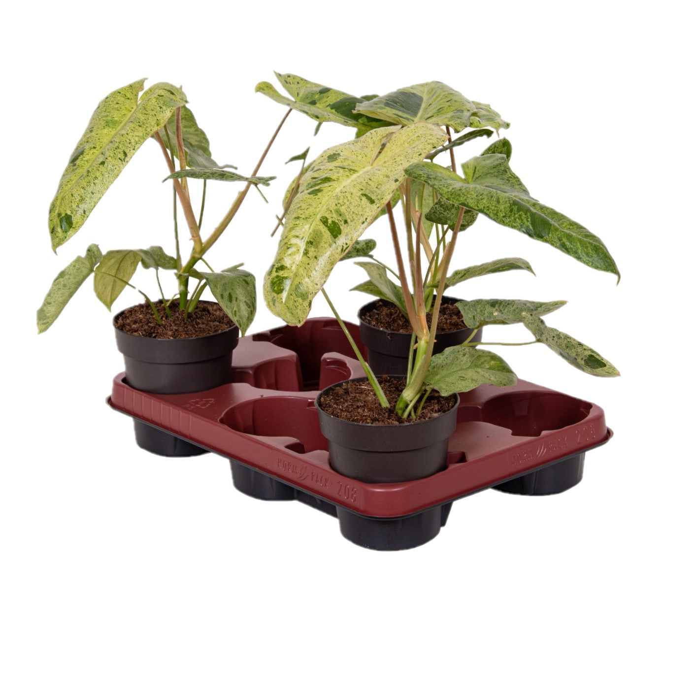 Philodendron Paraeso Verde / Paraeso Verde