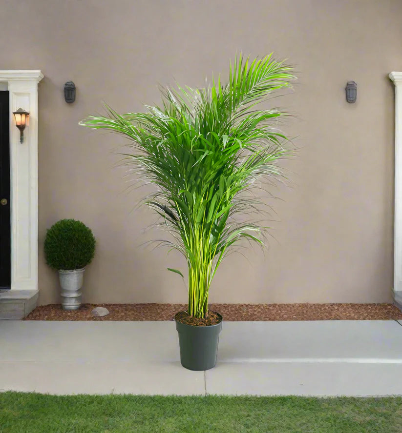 Parlor Palm (Chamaedorea elegans)(Neanthe bella palm)