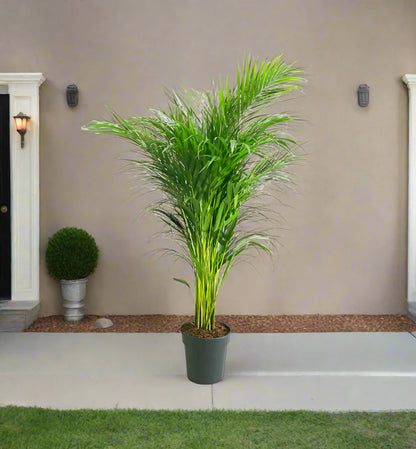 Parlor Palm (Chamaedorea elegans)(Neanthe bella palm)