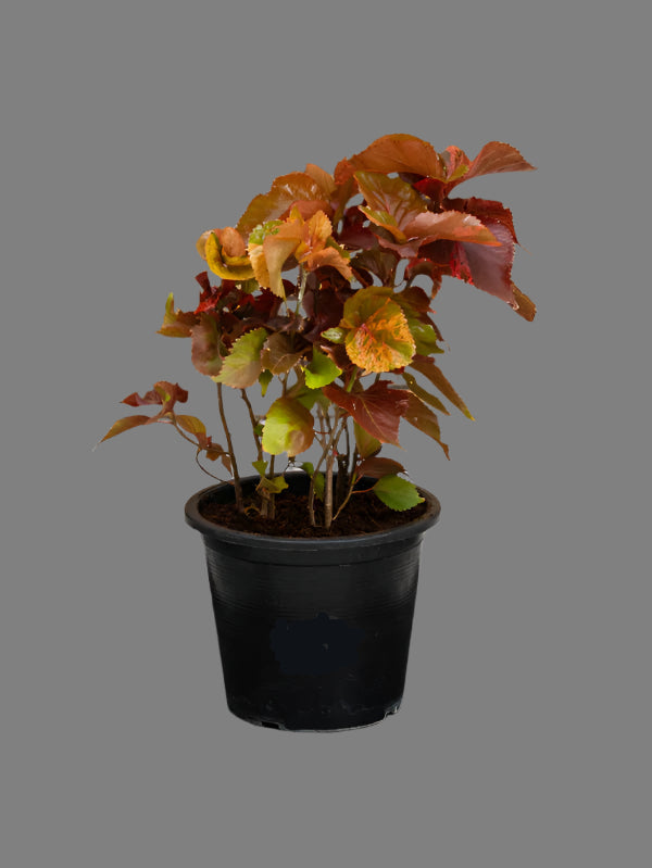 Acalypha Red (Acalypha Wilkesiana)