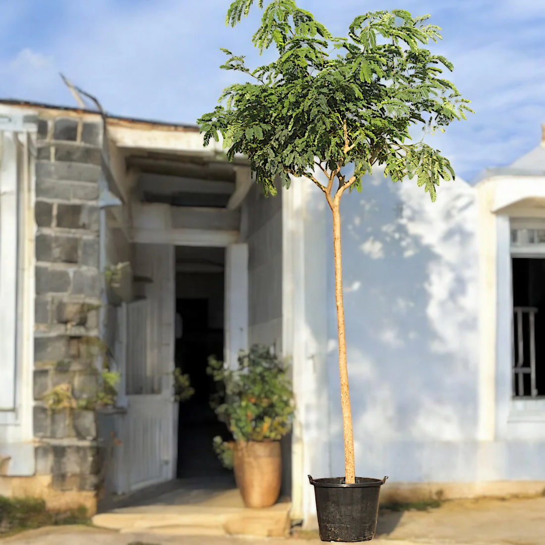 Siris Tree (Albizia Lebbeck)