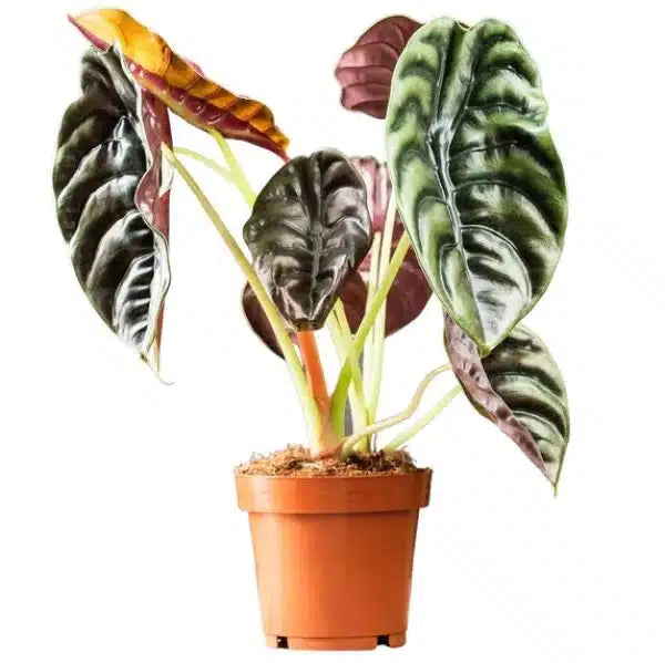 Alocasia Cuprea Red Secret