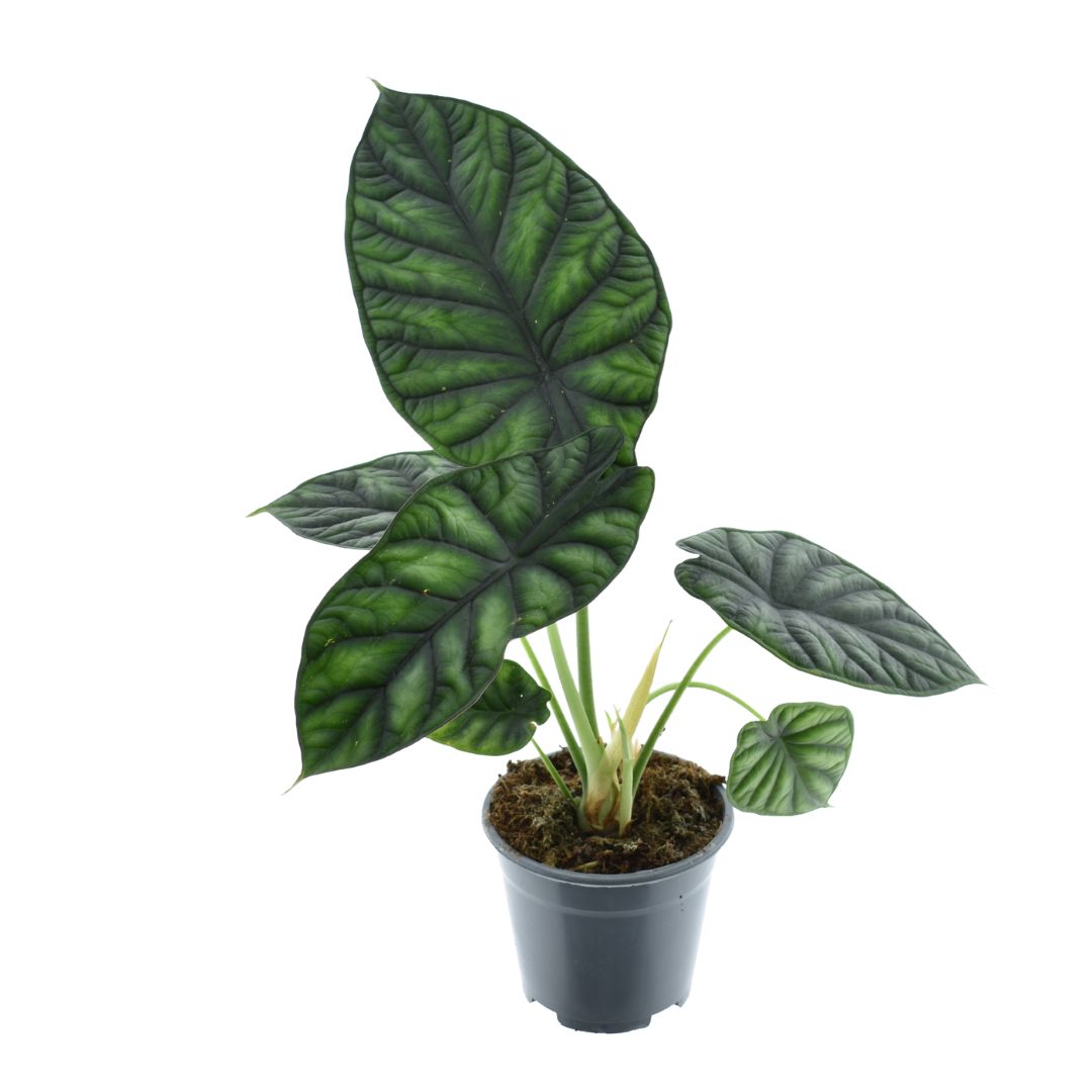 Alocasia Silver Dragon