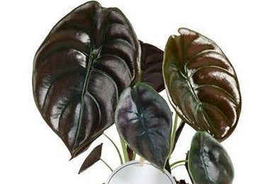 Alocasia Cuprea Red Secret