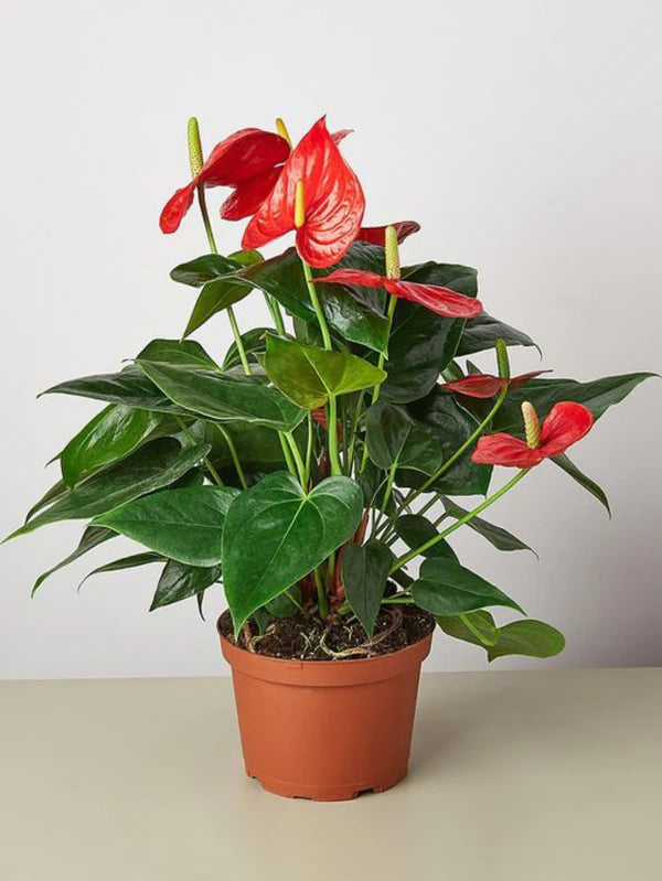 Anthurium(Flamingo Plant)