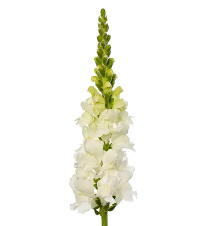 Antirrhinum