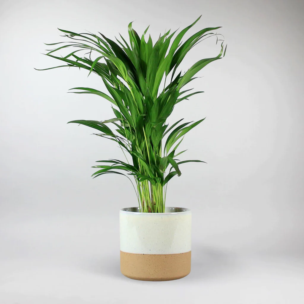 Areca Palm