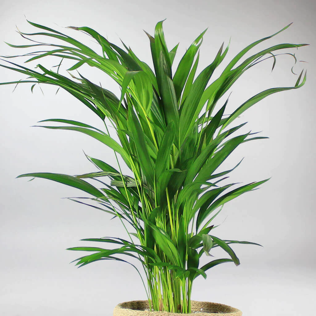 Areca Palm