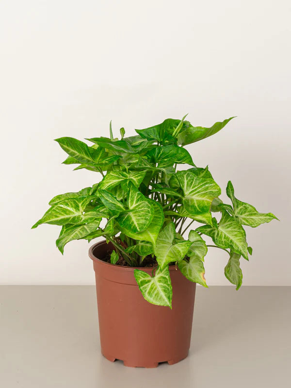 Arrowhead Plant (Syngonium Pixie)