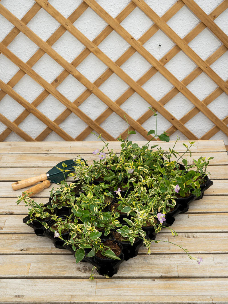 Asystasia Gangetica (Chinese Violet)