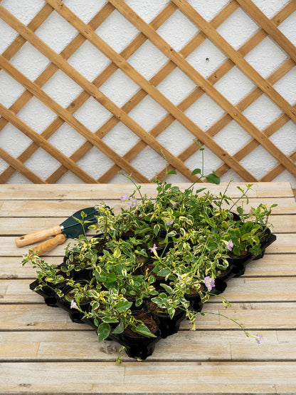 Asystasia Gangetica (Chinese Violet)