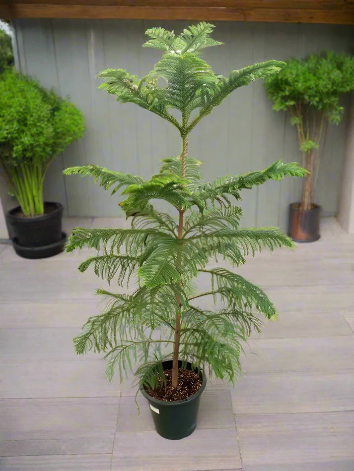 Araucaria heterophylla (Norfolk Island Pine)