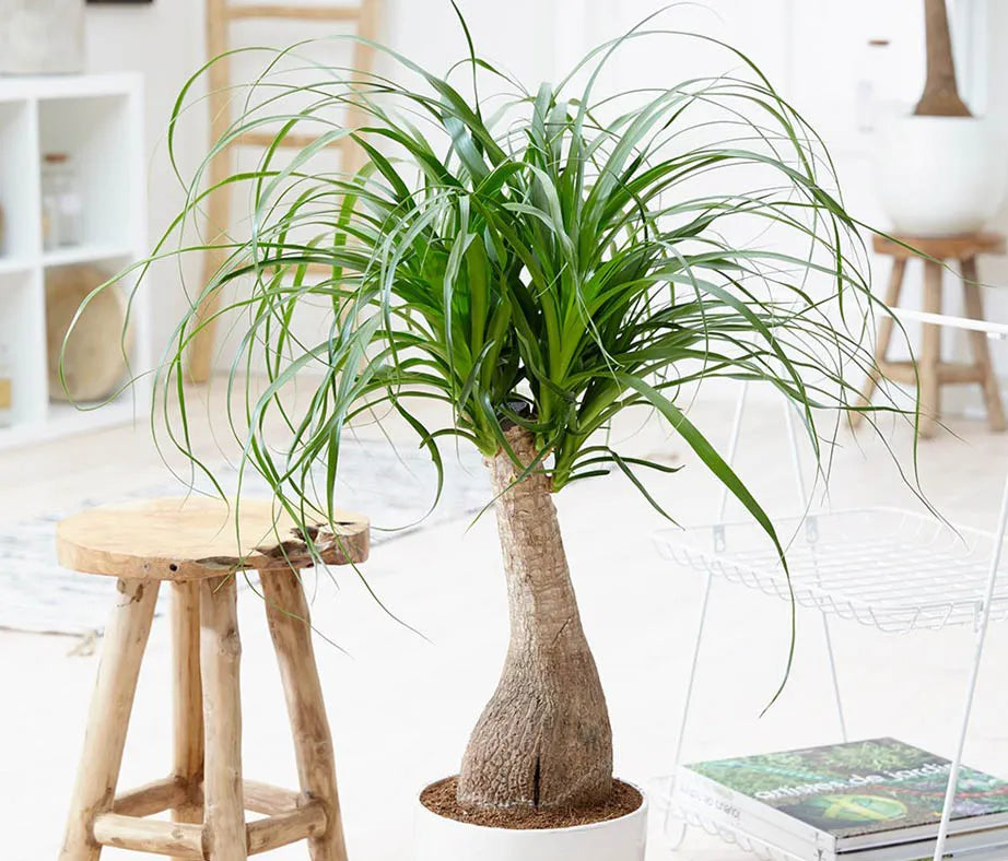 Ponytail Dwarf Palm
