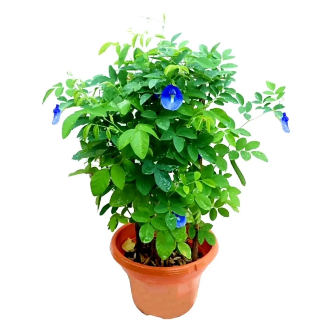 Butterfly Pea Plant: