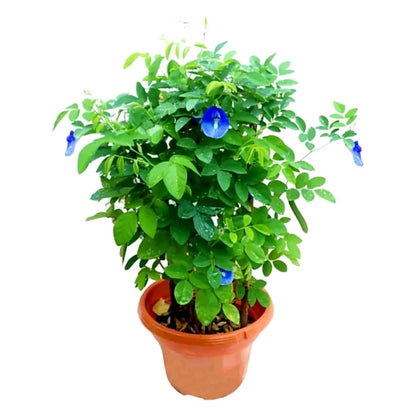 Butterfly Pea Plant: