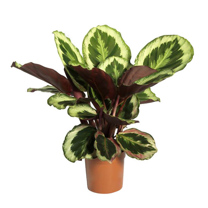 Calathea Meddalion