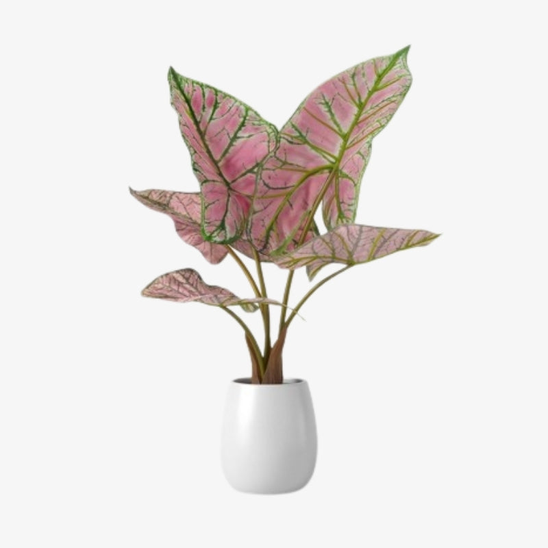 Caladium / Caladium Pink / Araceae / Symphony Leafy / Peppermint Leafy