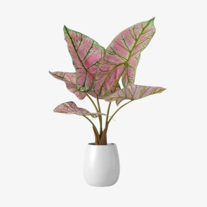 Caladium / Caladium Pink / Araceae / Symphony Leafy / Peppermint Leafy