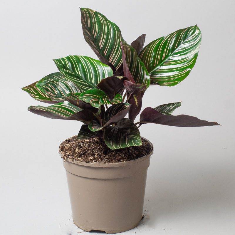 Calathea ornata / calathea